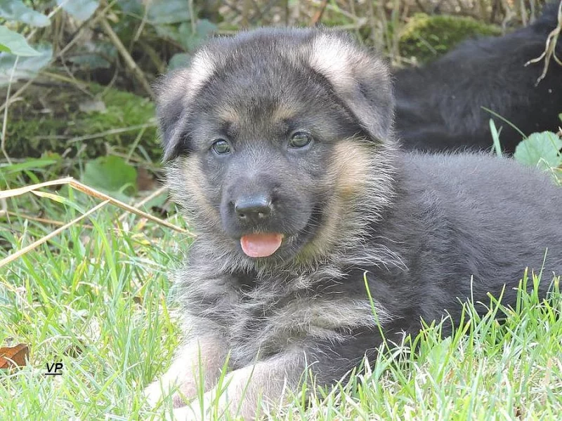 Prodáme štěňata NO s PP